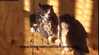 Ruby hoots in her sleep