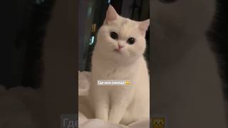 Когда Он показал несмешной мем и ты не знаешь, как быть😬