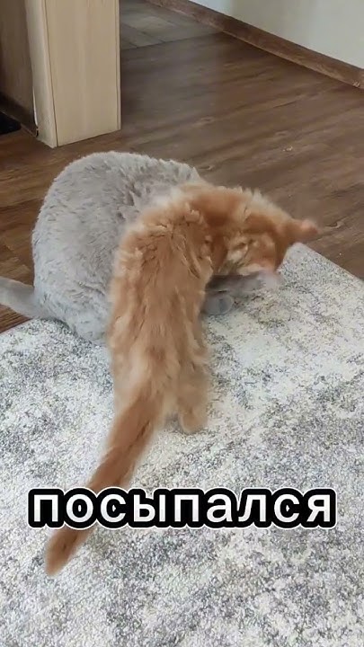 Давай сделаю массаж!#смешные #кошки#коты#котики #новинки - YouTube