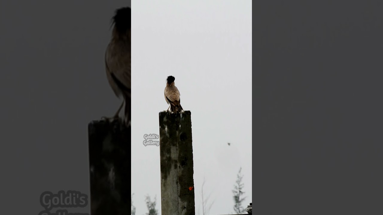 Brahminy Starling Sings in Rain #Shorts