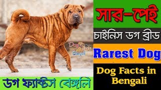 Chinese Shar Pei Dog facts in Bengali | Rare Dog Breed | Dog Facts Bengali by Dog Facts Bengali 804 views 4 years ago 4 minutes, 27 seconds