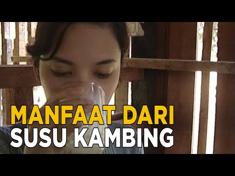 Video: Apa Khasiat Penyembuhan Susu Kambing?