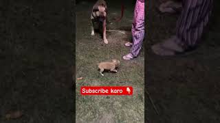 OMG | #Close encounters with puppy ✅#viral #trending #bullmastiff #dog