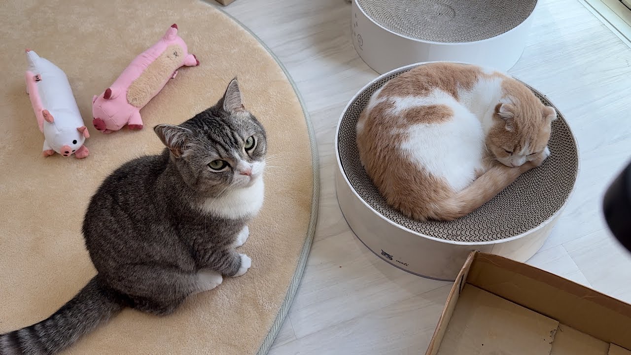一緒に遊んでたのに先に弟が寝ちゃったときの兄猫の反応が可愛すぎまし