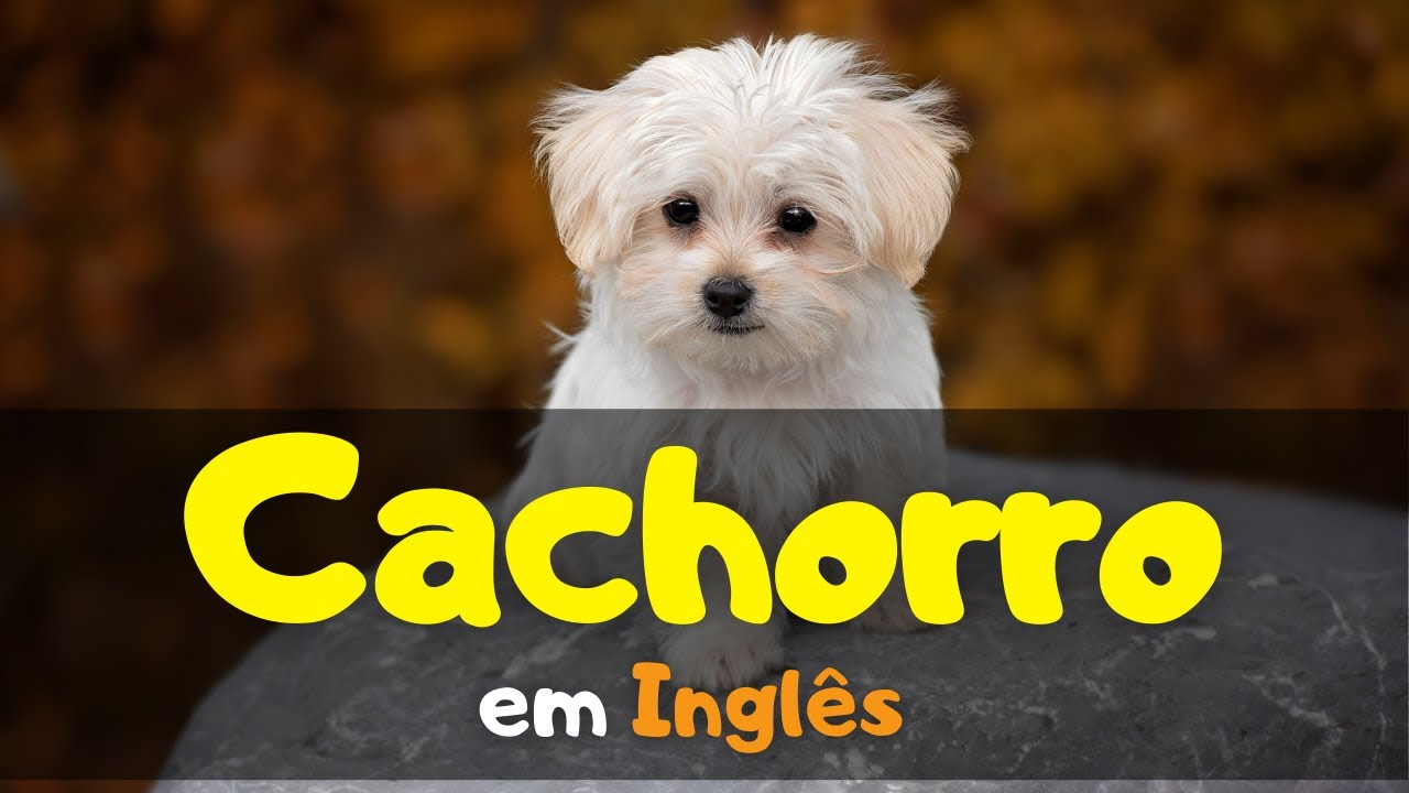 🐶 Como dizer CACHORRO em Inglês 