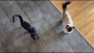 Hungry cats ask for breakfast by Stories of my cats 14,713 views 1 year ago 1 minute, 1 second
