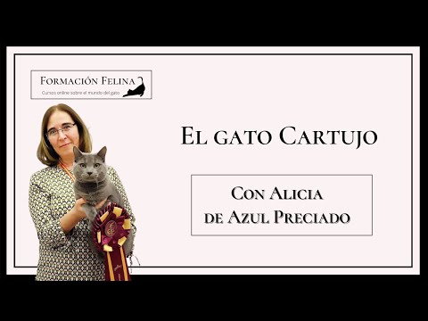 Video: Chartreuse Gato Cartesiano: Descripción De La Raza, Carácter Y Crianza, Mantenimiento Y Cuidado, Fotos, Reseñas De Propietarios