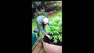 Transplant with cowboy tim
