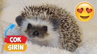 Most Cute Baby Hedgehog Videos Compilation! | [Compilation 2018] ● Funny Moments by Numan Gürsoy 99,165 views 5 years ago 6 minutes, 40 seconds