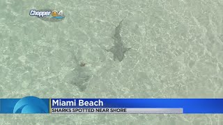 Sharks Spotted Near Shore Of Miami Beach