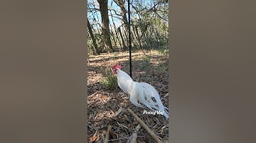White Bantam Phoenix Qaib Dib Tw Ntev #chicken #qaibdib #gamefowl #ayam #rooster #gallos #bantam