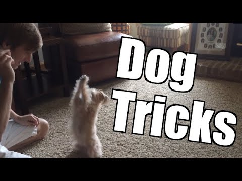 Yorkie Poo Dog Tricks: Sit Pretty, Play Dead, Roll Over, Lie Down, Speak, Etc.