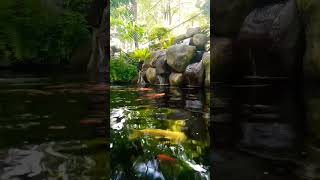 Download Lagu Duh Ema #fypシ #vidioshort MP3