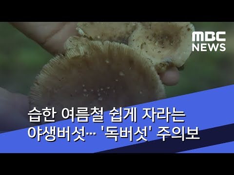 습한 여름철 쉽게 자라는 야생버섯… '독버섯' 주의보 (2018.07.12/뉴스투데이/MBC)