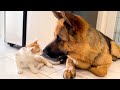 Incredible Love: German Shepherd and Cat