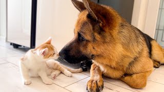 Incredible Love: German Shepherd and Cat