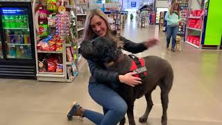 3 Year Old Black Russian Terrier | Best Black Russian Terrier Training Oklahoma | Board and Train