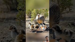 #tre #wildlife #birds😱😱