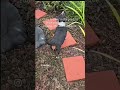 DIY a brick patio into a garden bed border!!!