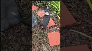 DIY a brick patio into a garden bed border!!!