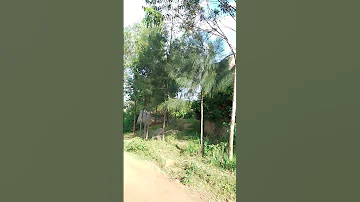 Have A Look At This Beautiful Scenery In Tarime Tanzania Retrica Royalts Tari Ratar 