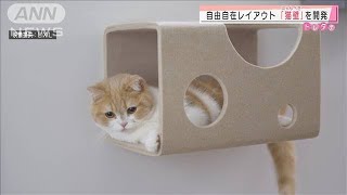 壁が“ニャンダフル”変身で・・・キャットがウォーク？(2020年12月16日)