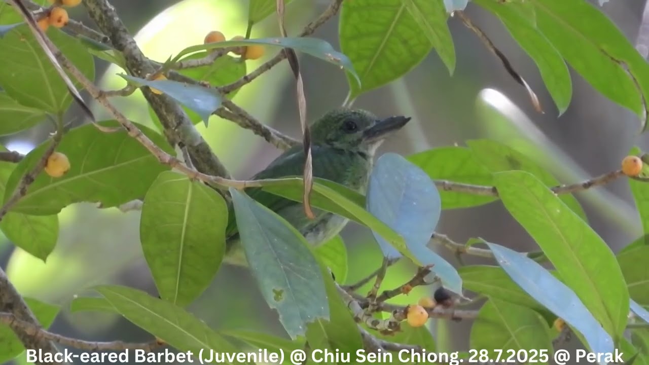 Black-eared Barbet (Adult & Juvenile) @ Chiu S C DSCN8025