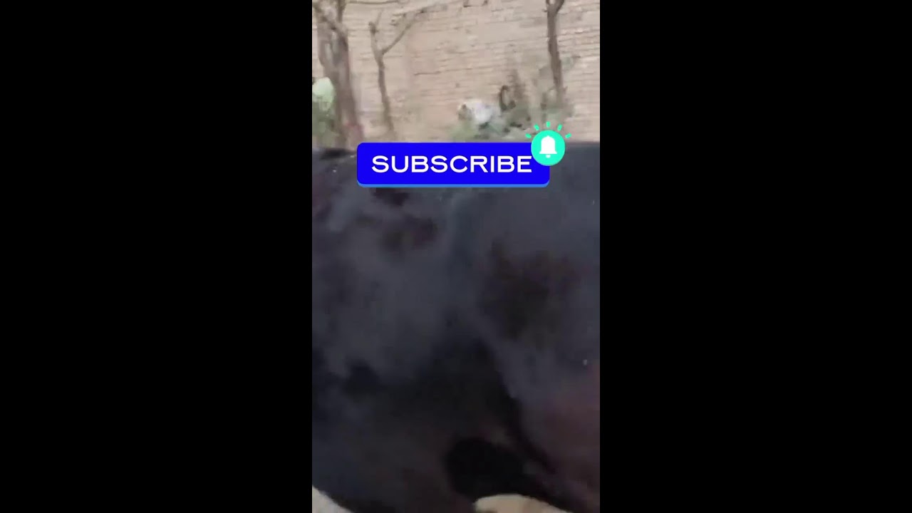 FUNNY COW DANCE 10 │ Cow Song & Cow Videos (Official Moo Video 4K)