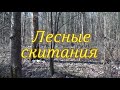 *23*  ЛЕСНЫЕ СКИТАНИЯ.