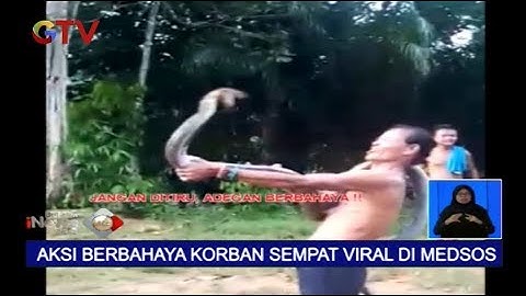 Viral di Sosmed, Aksi Pawang Ular yang Tewas Terkena Gigitan King Cobra - BIS 28/01