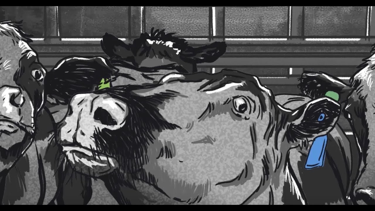 SEED Investigations: Dairy Auctions and the Next Global Pandemic