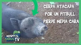 ¡CERDA ATACADA POR PITBULL PIERDE MEDIA CARA!