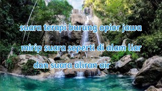 suara terapi burung opior Jawa dan suara air mengalir.
