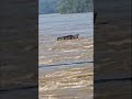 Storm Helene found someone’s Deck. The River seems to Subsiding You can see the Bridge Now! #humor