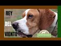 El POINTER. REY del viento | Perros de CAZA