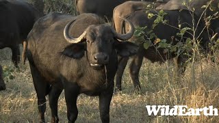 WildEarth - Sunrise Safari -  6 July 2023