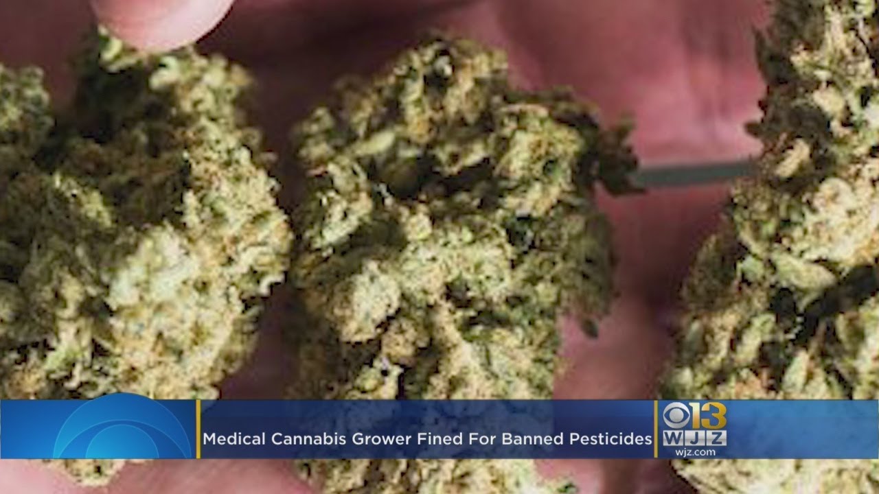 Maryland Medical Cannabis Grower Fined For Banned Pesticides