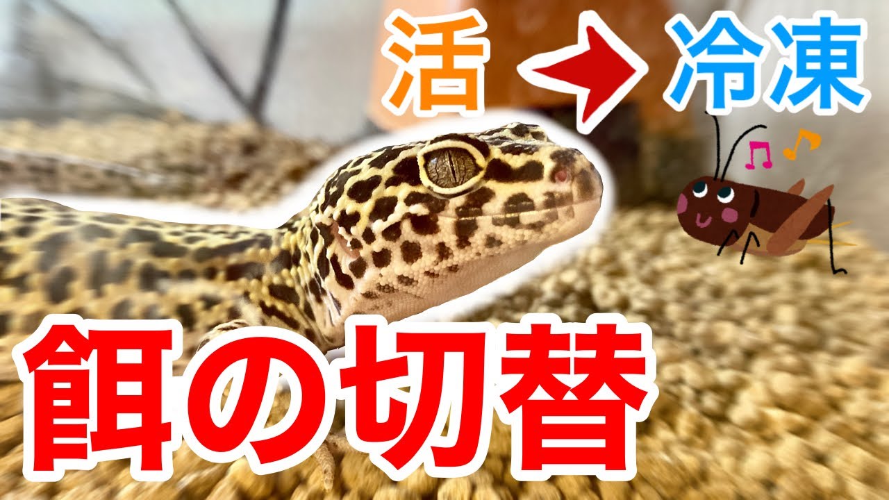 活コオロギしか食べないレオパの餌を人工餌に切り替える 中編 11 飼育日記 Youtube 活コオロギしか食べないレオパの餌を人工餌に切り替える 中編 11 飼育日記 Youtube