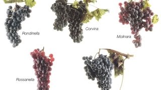 Corvina Grape of the day # 29