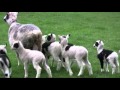 Ewe Gives Birth to 7 Lambs in Wash.