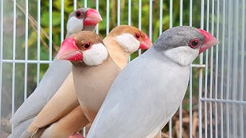 Java sparrows singing sound: java sparrow have meeting join to sing a sweet song in the fresh view.