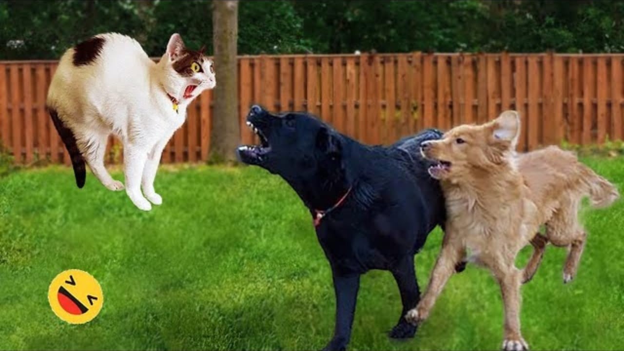 New Funny Dog Video Clips 2026😹🐶 The Funniest Cat & Dog Moments Compilation 2026 😁