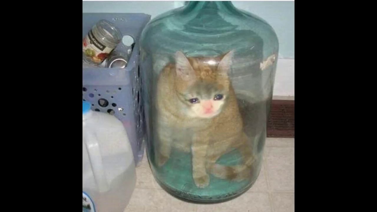 Оставь коту побольше. Кот с бутылкой. Кот с бутылкой воды. Котик с банкой на голове. Кот в воде