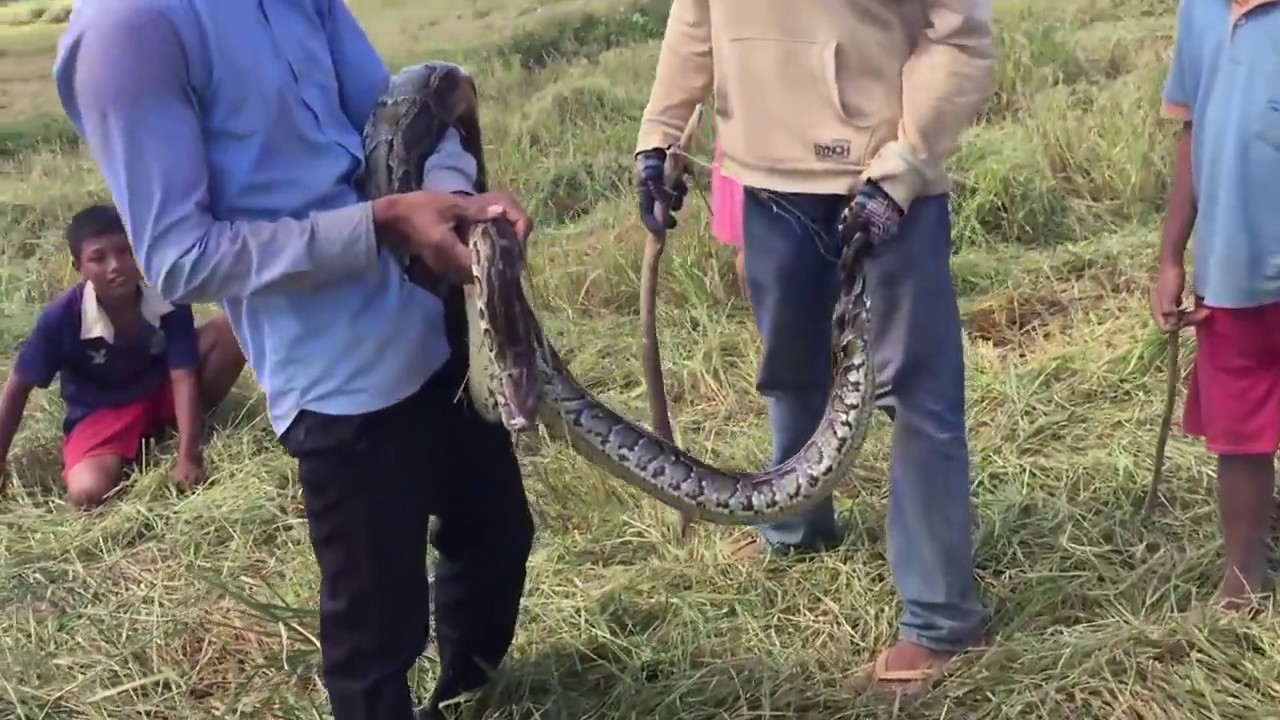 Farmers harvest rice Then meet big snake //Python - YouTube