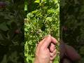 Special Huckleberry Trick!  Turn Bush to Reveal the Hidden Berries #huckleberry #nature #adventure