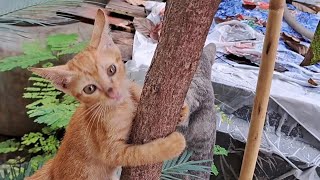 Abandoned cat is fortune to live with generous people by providing food every day. BOBO Official