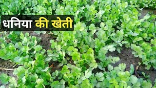 धनिया की खेती इस विधि से करें Dhaniya ki kheti kaise karen | How to cultivate coriander | dhaniya