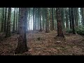 In The Forest #2