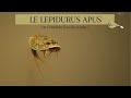 Le lepidurus apus  le crustac mystrieux