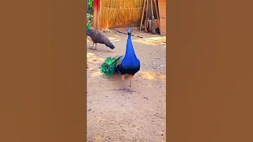 صوت الطاووس 